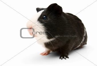 guinea pig. On a white background.