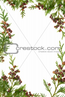 Cypress and Pine Cone Border
