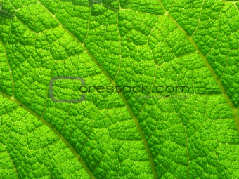 Natural background macro close up detail of a large vivid green leaf.