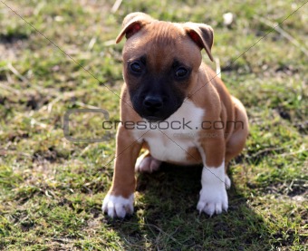 Staffordshire Bull-Terrier Puppy