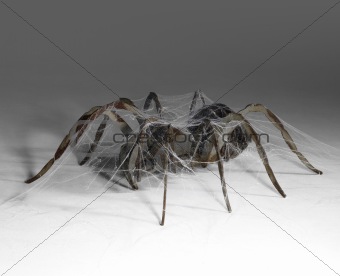 metallic spider