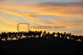 Silhouettes of Palm Trees at a Beautiful Sunset