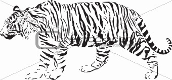 Tiger - Black and white vector illustration