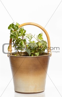 houseplants in flower pot