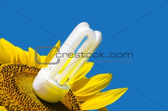 energy saving bulb and sunflower