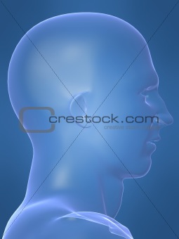 head shape side view