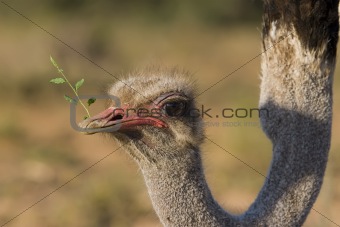 Ostrich feeding