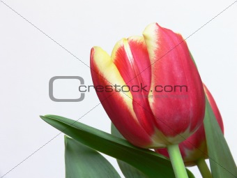 Bouquet red yellow tulips