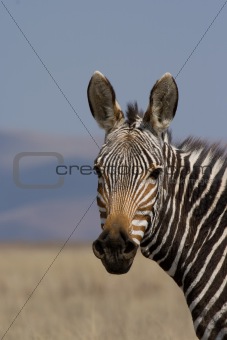 Mountain Zebra