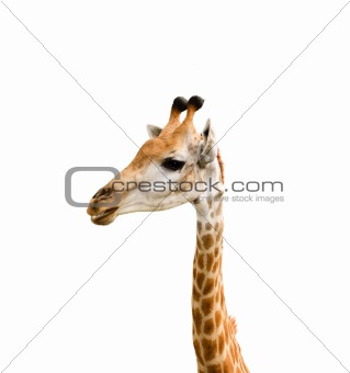 Giraffe head close up isolated on white