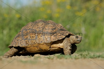 Mountain tortoise