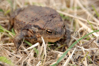 toad or frog in grass