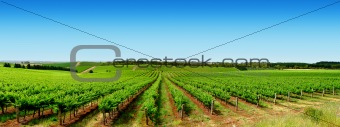 Green Vineyard Landscape