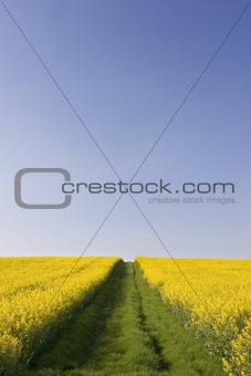 Blue sky and rapeseed
