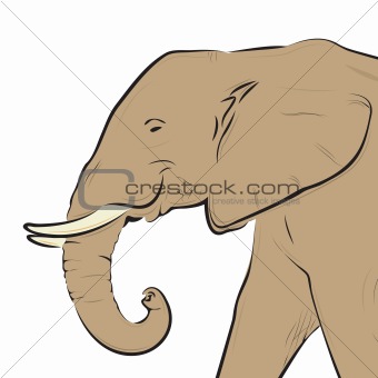 Elephant head drawing isolated on white