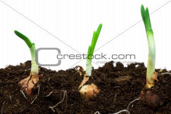 Spring onions in soil
