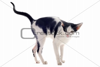 urinating oriental cat