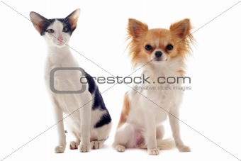 oriental cat and chihuahua