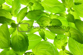 Fresh Basil Leaves close-up background / back-lit