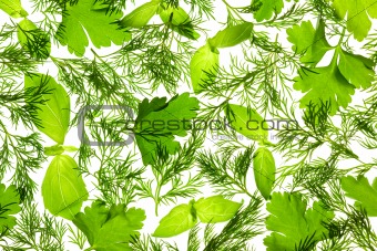 Fresh Basil, Parsley and Dill / background / isolated on white /