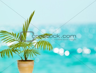tropical palm in pot