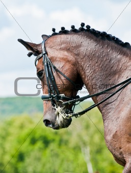 Dressage horse