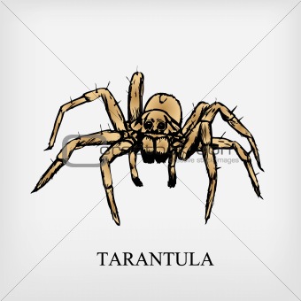 Tarantula spider. Vector