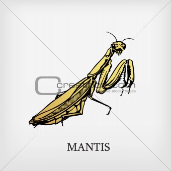 Vector mantis.