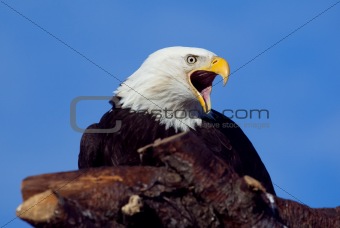 Bald Eagle on a Perch