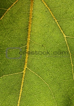 Detailed macro photo of leaf with web of veins