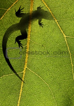 Silhouette of a lizard on a leaf back lit by sunlight