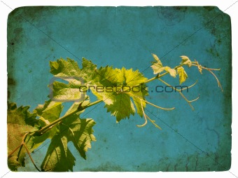 Young grape leaves. Old postcard.