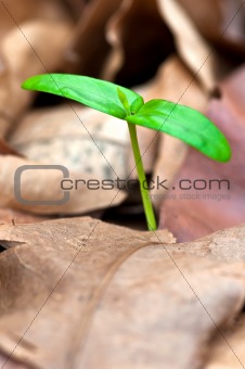close up of green seedling