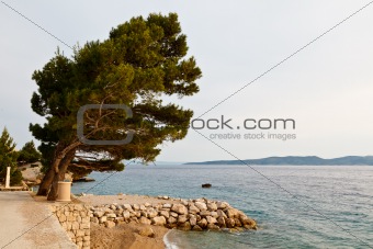 Pine Tree on the Rocky Beach in Brela, Croatia