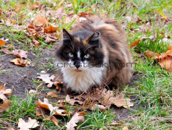 Cat in autumn
