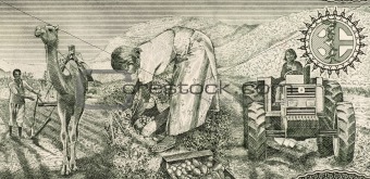 Eritrean Farmers