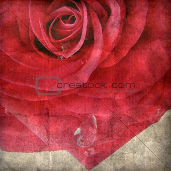 Red rose on the old paper 