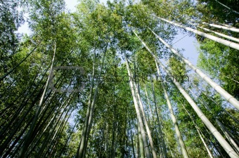 Bamboo forest seen from below