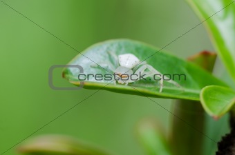 white spider on the leaf in nature
