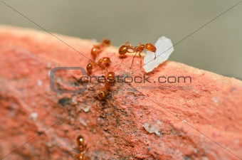 fire ant power