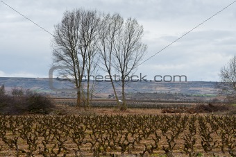Rows of Vines