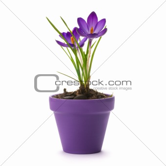fresh crocus into a purple pot
