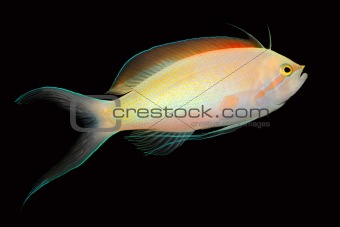 Anthias fish