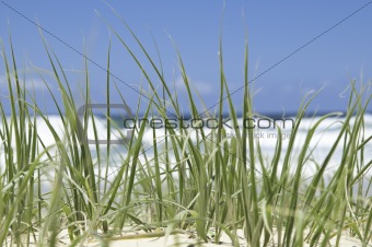 Green beach grass 