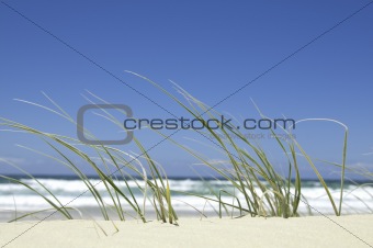 Beachside Grass