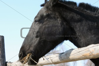 Portrait of a beautiful thoroughbred horse