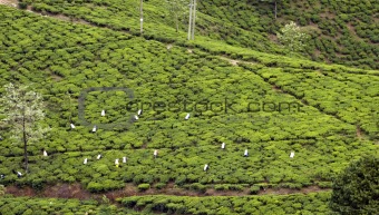 Tea Tree Field