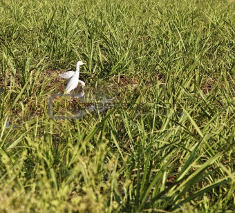 herons watering amongst sugar cane