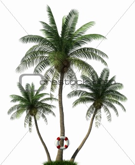  Palm trees and life  buoy 