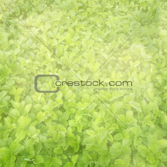 background with the field of strawberry leaves